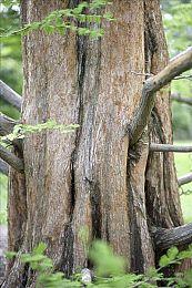 可爱冒险游戏《小鳄鱼大冒险》推出试玩Demo 2022年发售